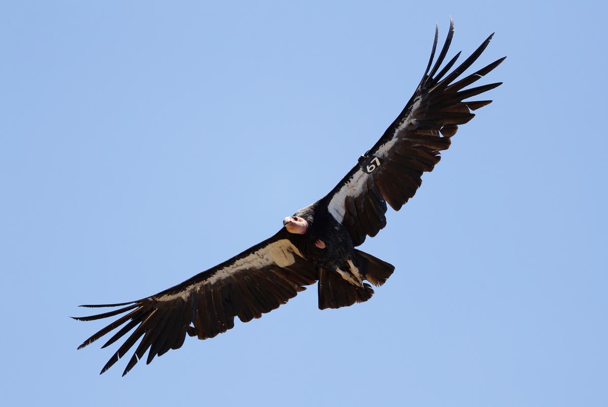 Study finds California condors can have virgin births