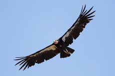 Study finds California condors can have "virgin births"