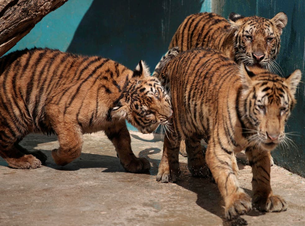 <p>Bengal tiger cubs play at the zoo in Havana, Cuba, 27 October 2021</p>