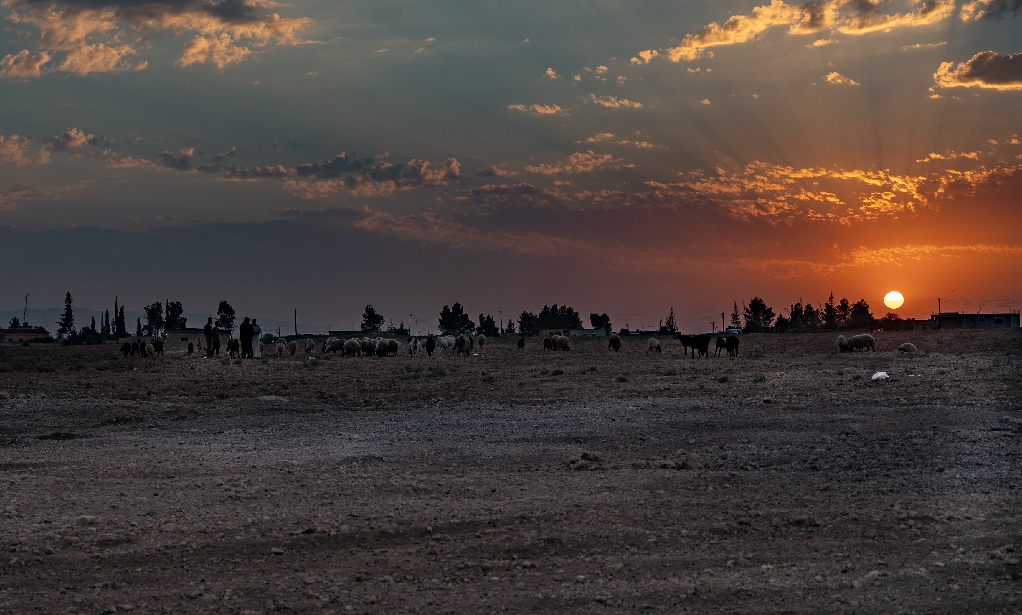 Herds of goats look for green pastures in Hasakah