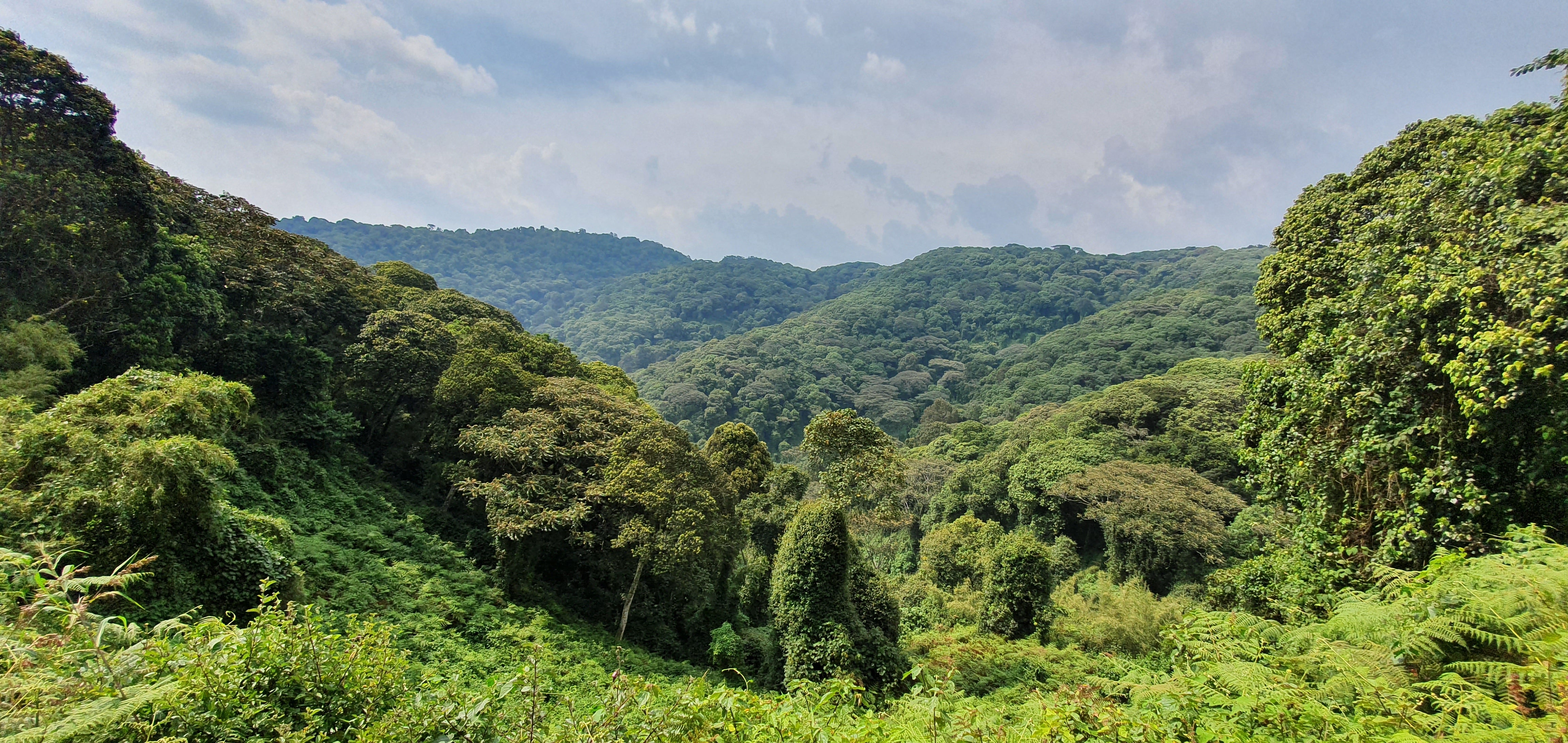 Echuya Central Forest Reserve in South Western Uganda