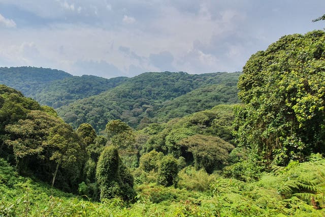 <p>Echuya Central Forest Reserve in South Western Uganda</p>