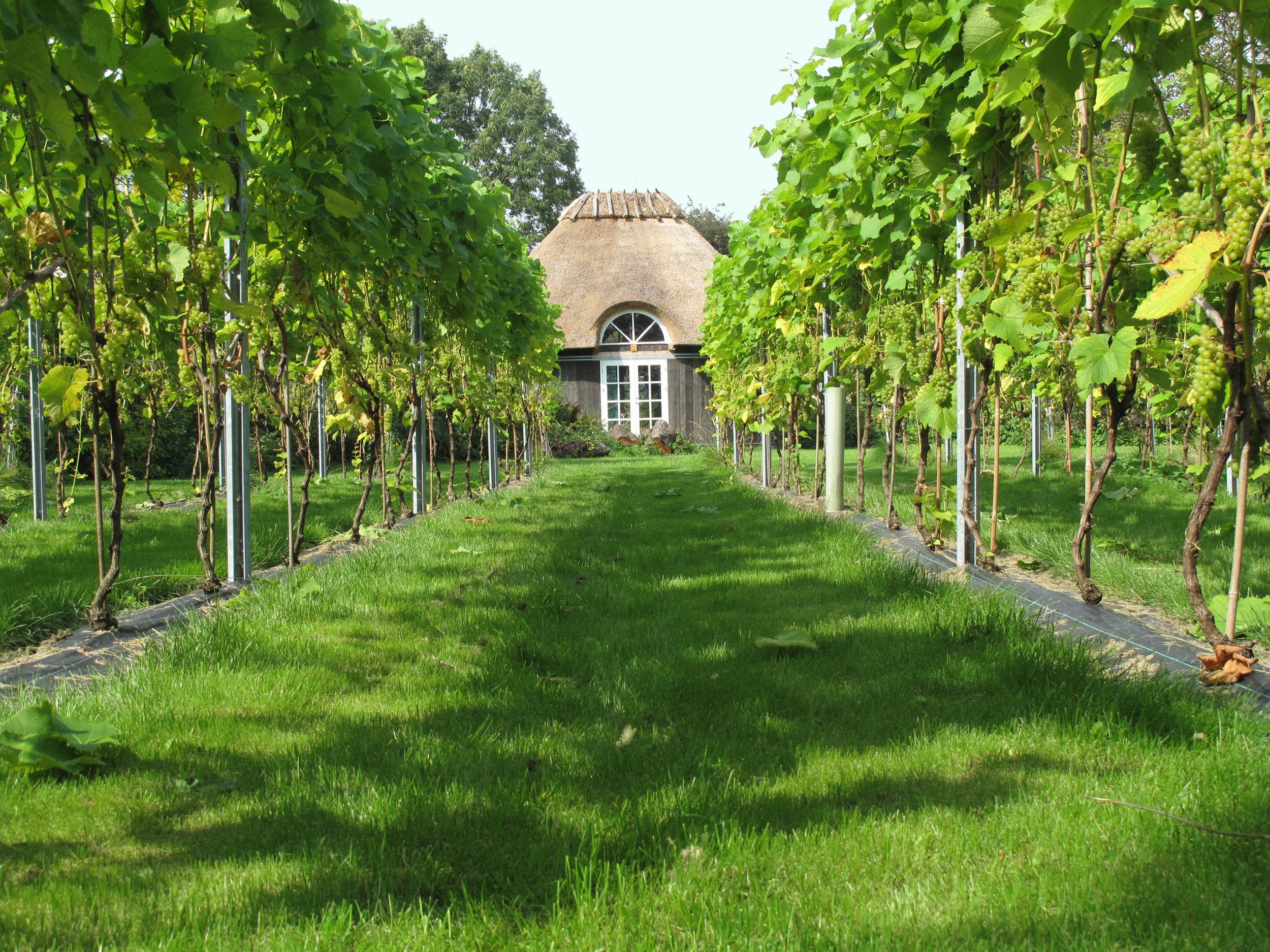 Skaarupøre Vingard are bio-dynamic, organic and experimental wine-makers