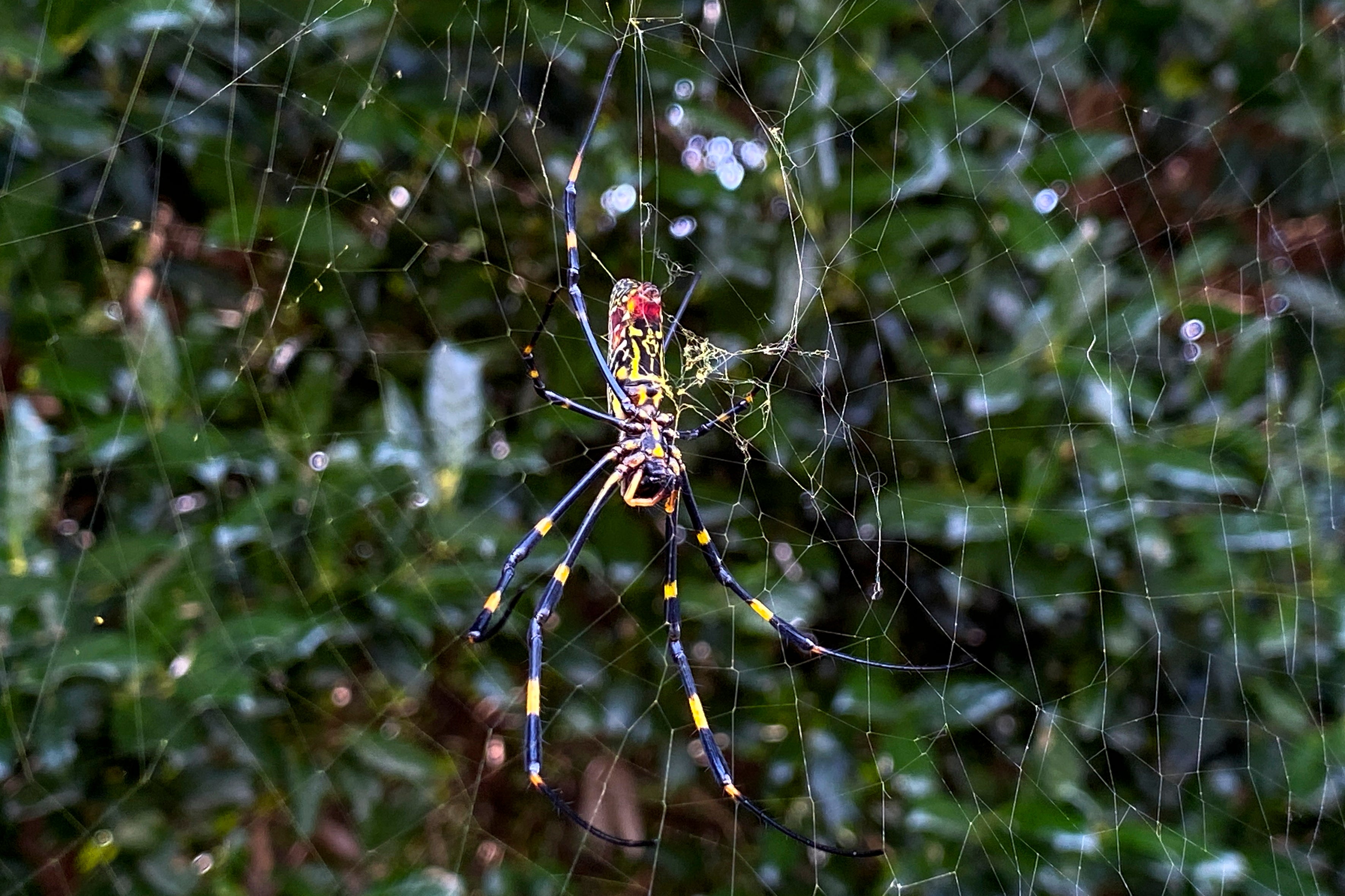 The Joro spider, a large spider native to East Asia, is seen in Johns Creek, Ga., on Sunday, Oct. 24, 2021.