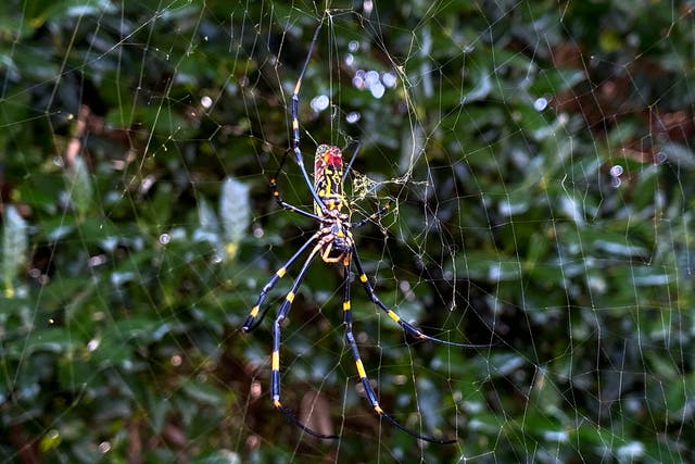 <p>The Joro spider, a large spider native to East Asia, is seen in Johns Creek, Ga., on Sunday, Oct. 24, 2021. </p>