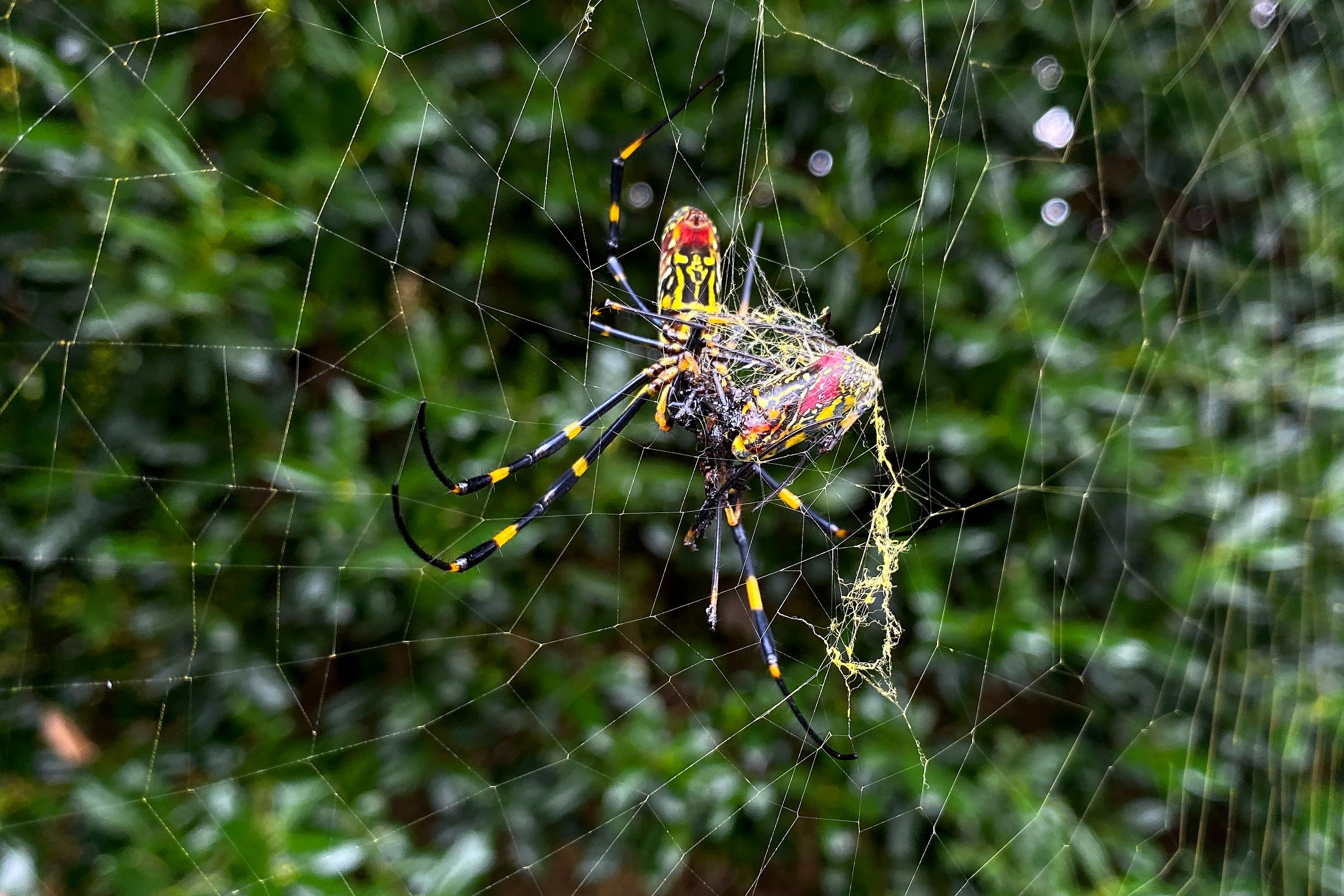 Joro spiders are master hunters of mosquitos and brown stink bugs, which destroy crops