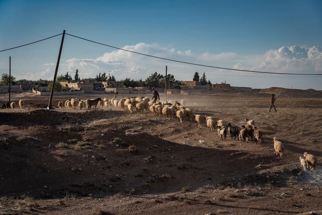 <p>Shepherds move their flock over the dry bed of the Khabour river
</p>