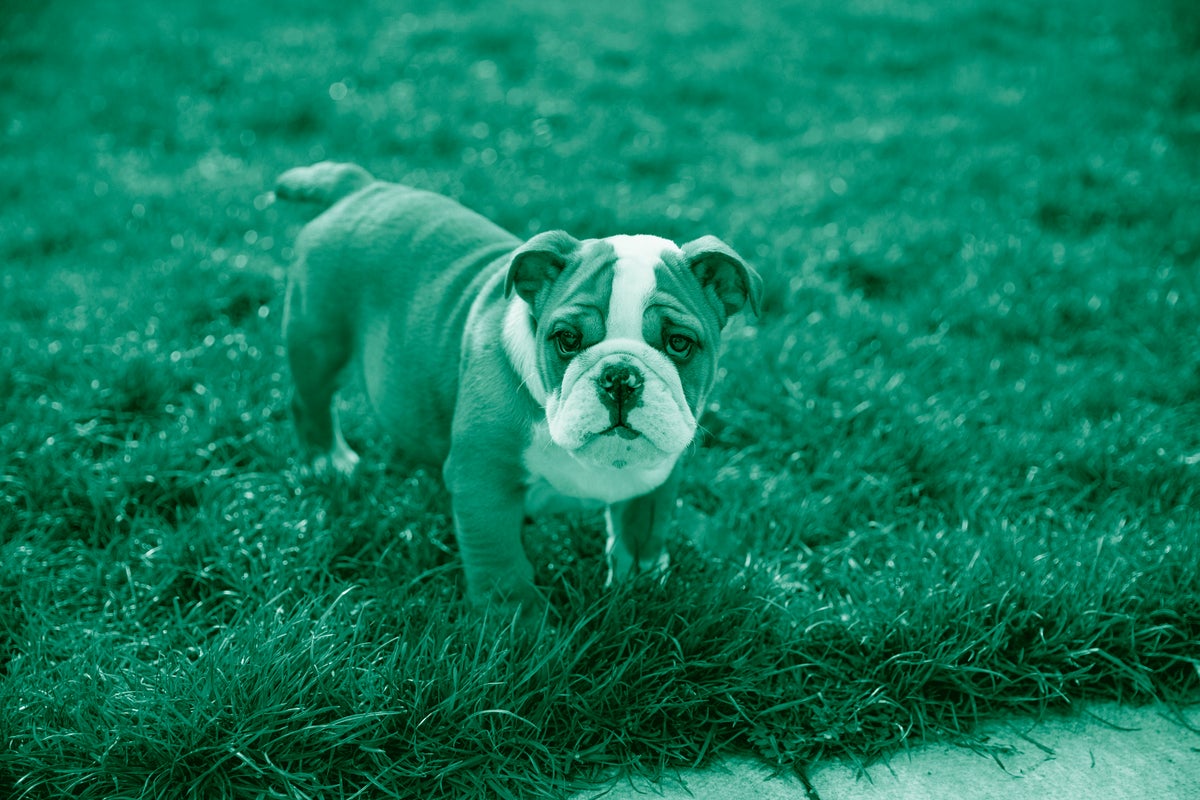 Is Getting A Cat Or Dog Bad For The Planet The Independent