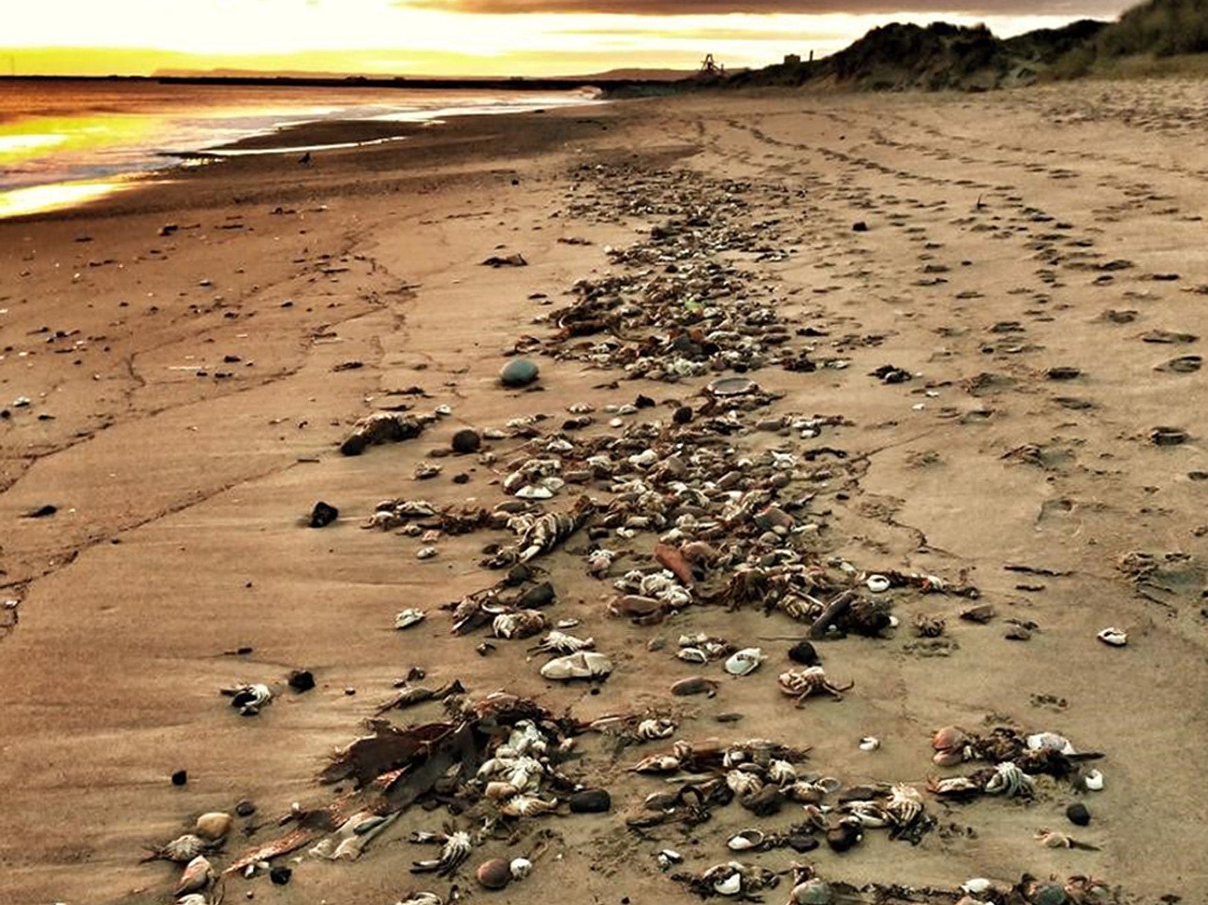 Hundreds of dead crabs on the beach at Seaton Carew, Hartlepoo