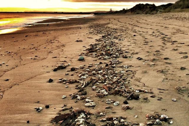<p>Hundreds of dead crabs on the beach at Seaton Carew, Hartlepoo</p>