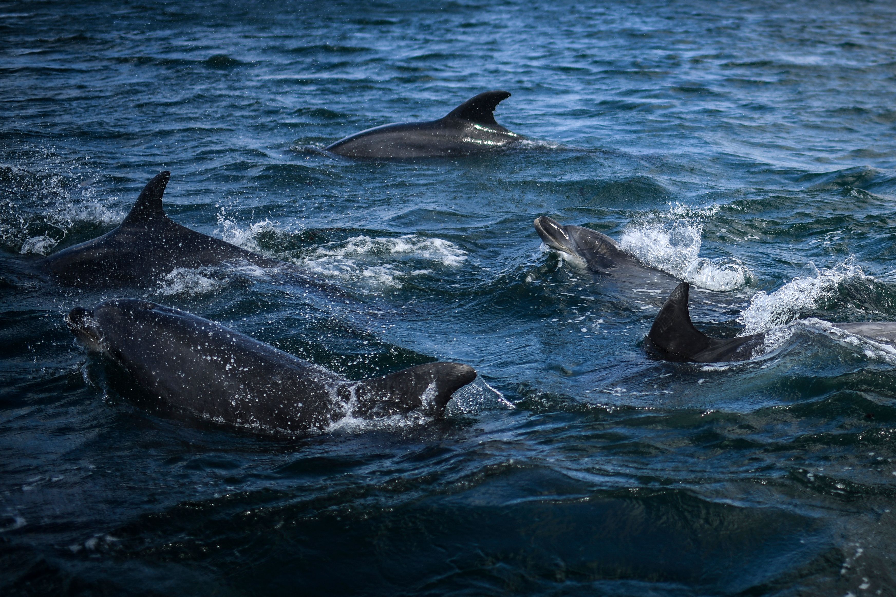 File: Dolphins swim in the Tagus past a boat observing marine species off the coast of Lisbon