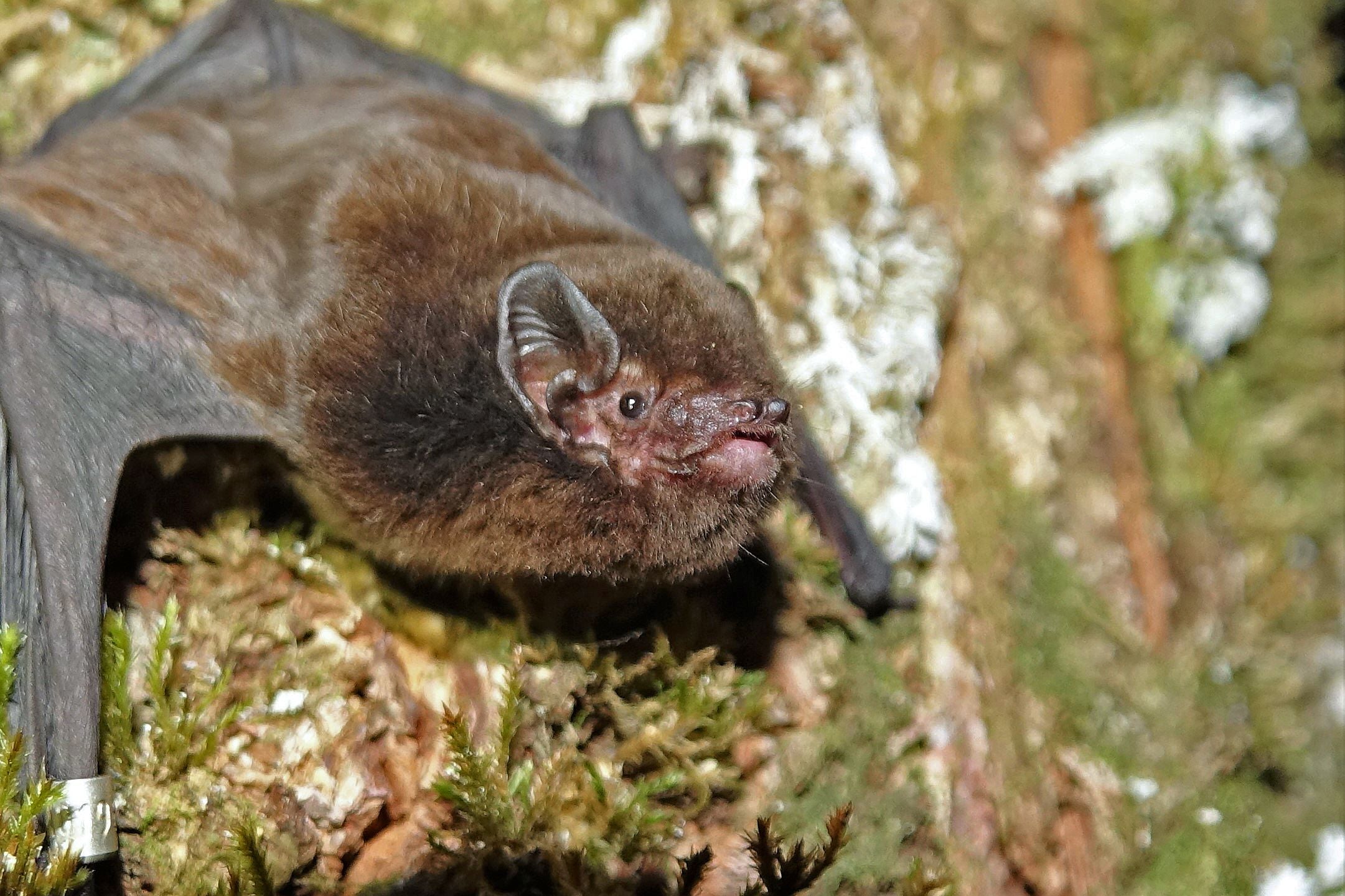 New Zealand’s pekapeka-tou-roa, or long-tailed bat, is bird of the year