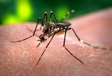 Researchers discover way to breed ‘good’ mosquitoes which do not spread disease