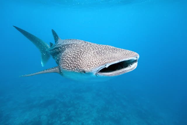 <p>While their size is imposing, whale sharks are gentle giants</p>