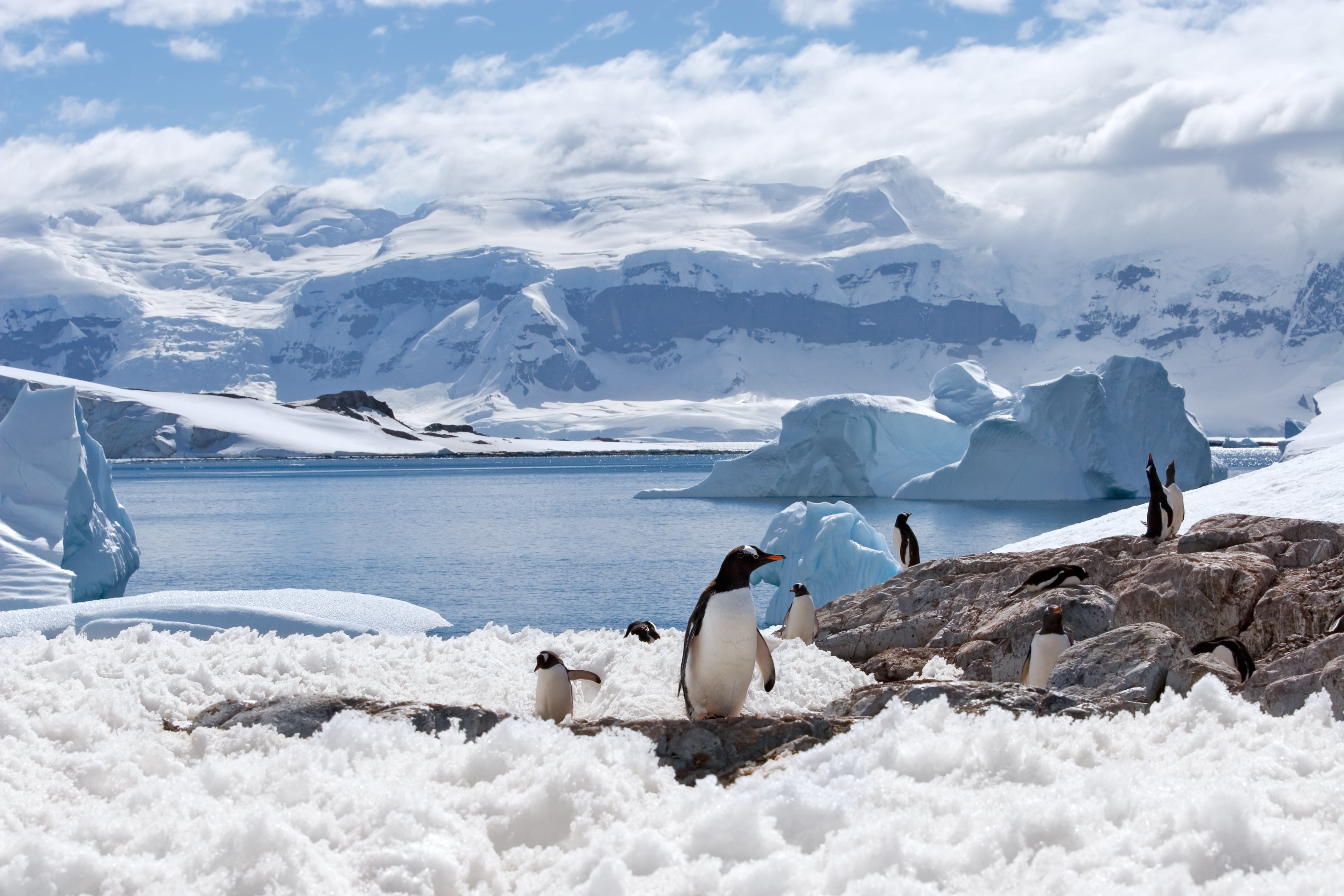 Penguins in the South Pole, home to average temperatures of -50C