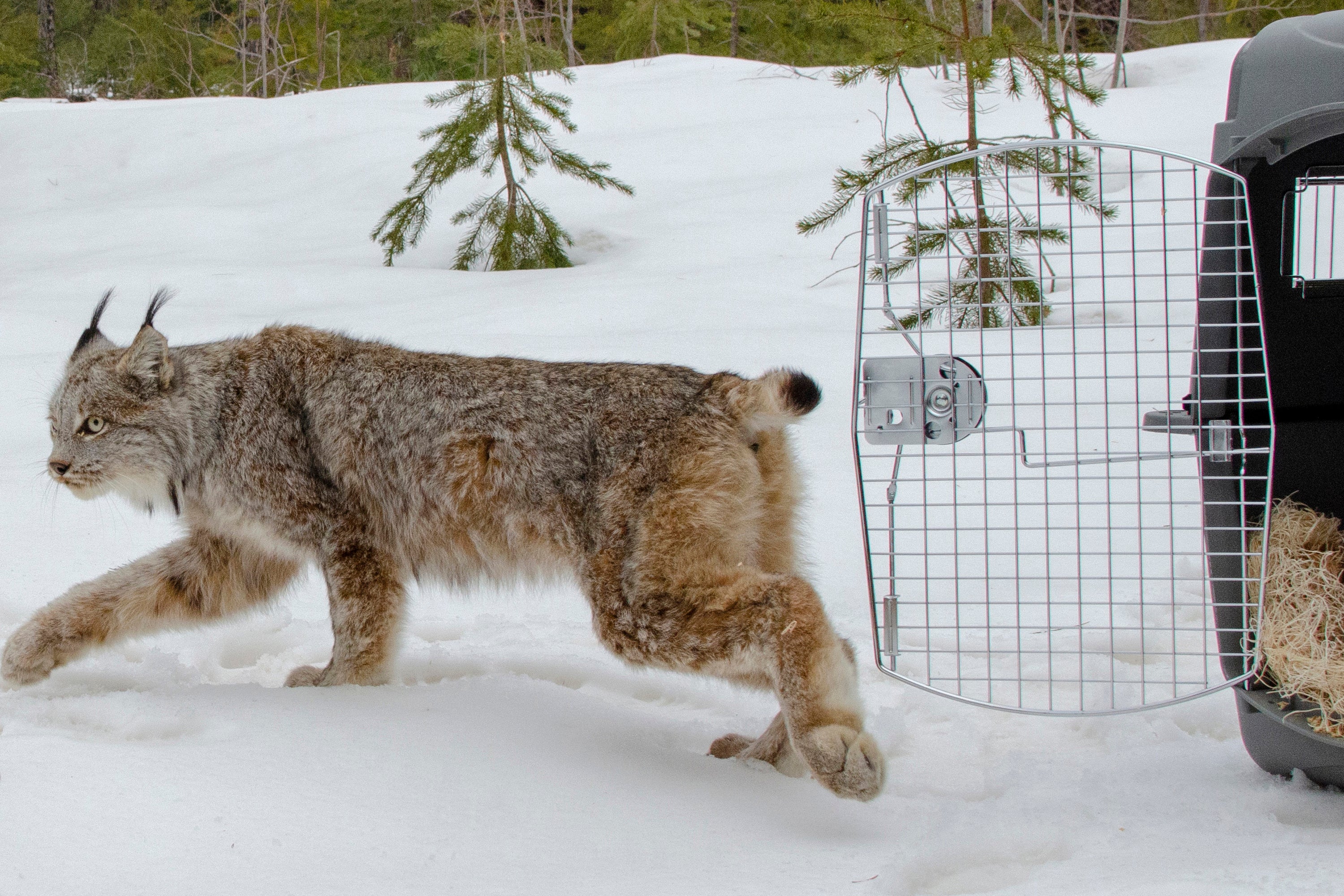 US-Canada Lynx