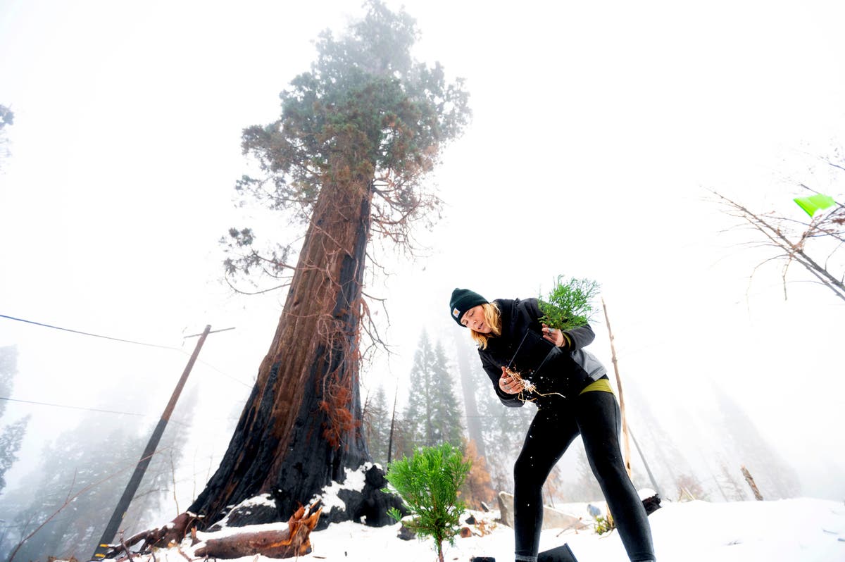 Tiny seedlings of giant sequoias rise from ashes of wildfire