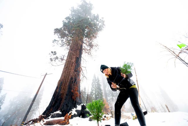 APTOPIX Saving Sequoias