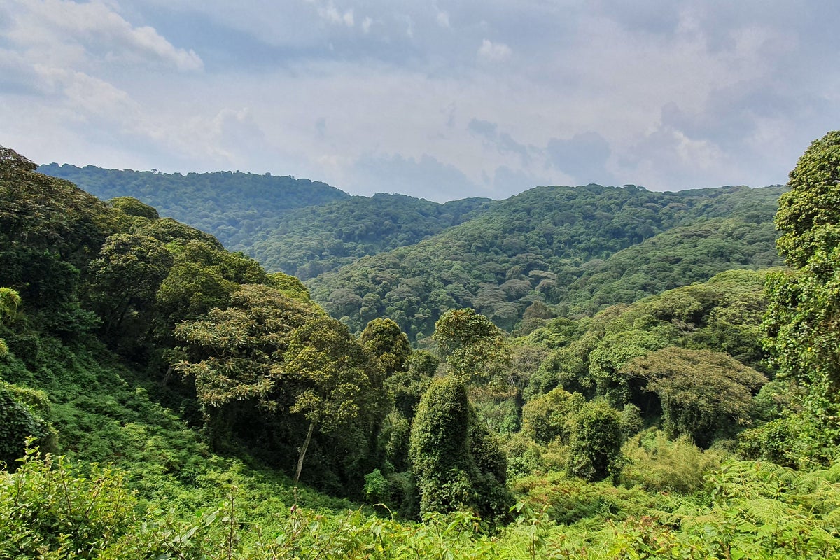 Giants Club: New sources of finance attracted to help Uganda wildlife ...