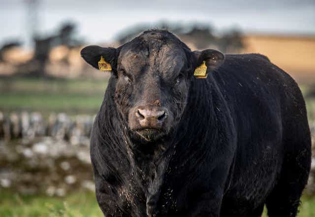 <p>In the UK since the 1970s the Native Aberdeen Angus breed has become diluted with more American beef breeds </p>