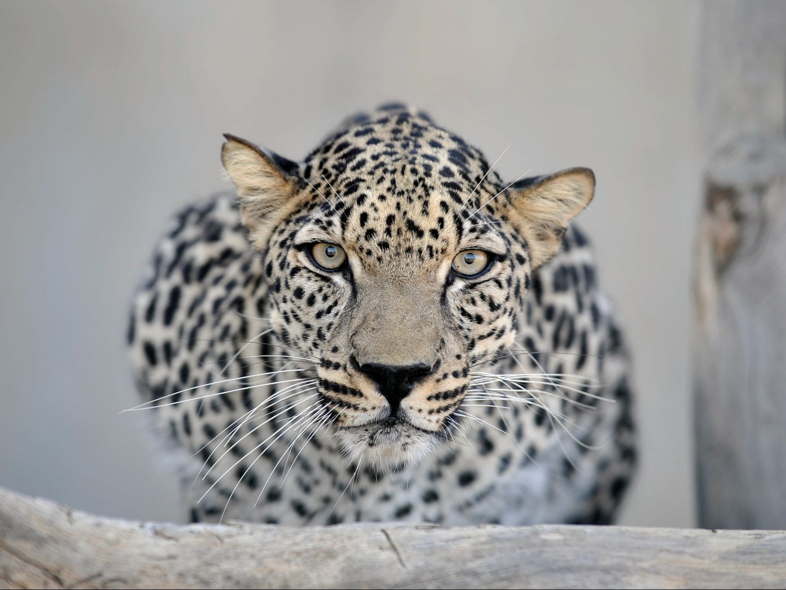 The Arabian leopard is currently endangered but a rewilding initiative is looking to change that