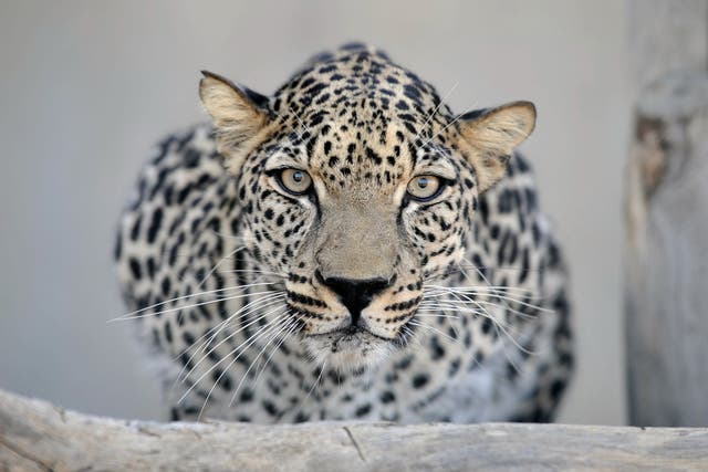 <p>The Arabian leopard is currently endangered but a rewilding initiative is looking to change that</p>