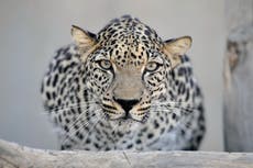 Born to be wild: A daring vision of the Arabian leopard’s future