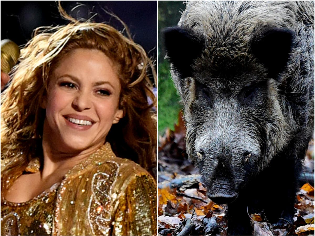 Shakira claims people were watching and ‘not doing anything’ during wild boar attack
