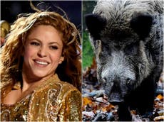Shakira claims people were watching and ‘not doing anything’ during wild boar attack