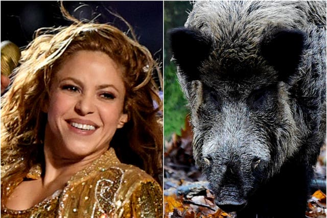 <p>Shakira and a wild boar</p>
