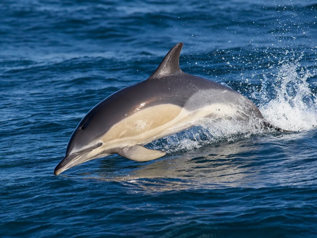 Common dolphins and snapping shrimp found in Scottish seas highlights ...