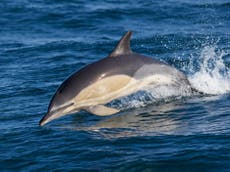 Judge blocks transfer of Dutch dolphins and other sea mammals to China over animal welfare concerns