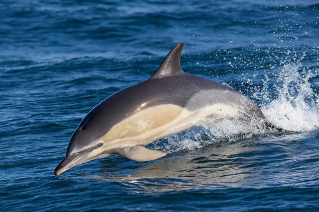 <p>The world’s most abundant cetacean, the common dolphin, has spread as far north as the Outer Hebrides off Scotland’s north-west coast, researchers say</p>