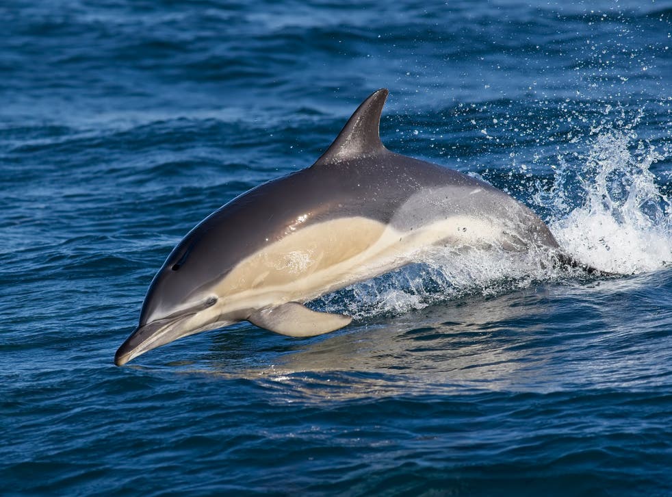 <p>The world’s most abundant cetacean, the common dolphin, has spread as far north as the Outer Hebrides off Scotland’s north-west coast, researchers say</p>
