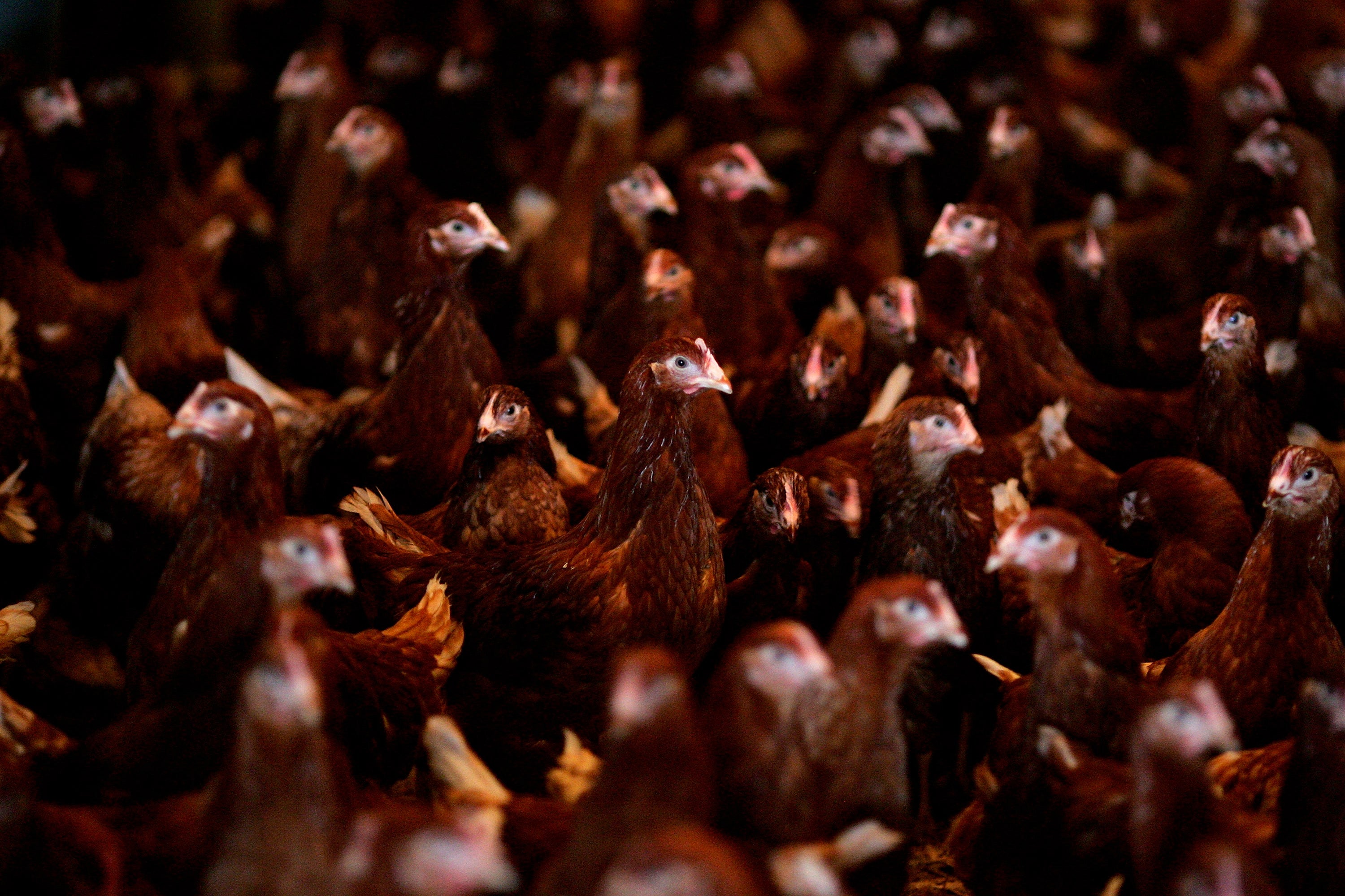 Cases of avian flu have also been found in England this year