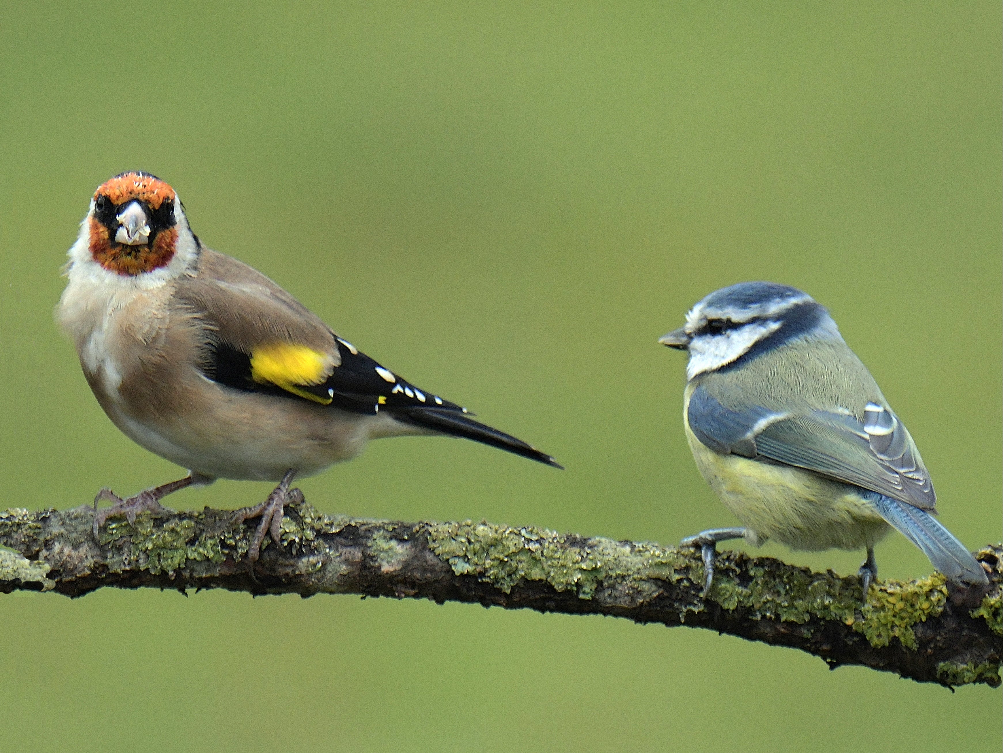 A goldfinch and a blue tit