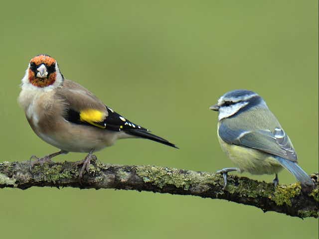 <p>A goldfinch and a blue tit</p>