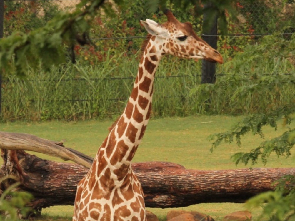<p>Dallas Zoo announced the death of a third giraffe within a month</p>