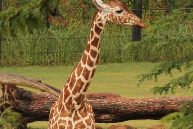 <p>Dallas Zoo announced the death of a third giraffe within a month</p>