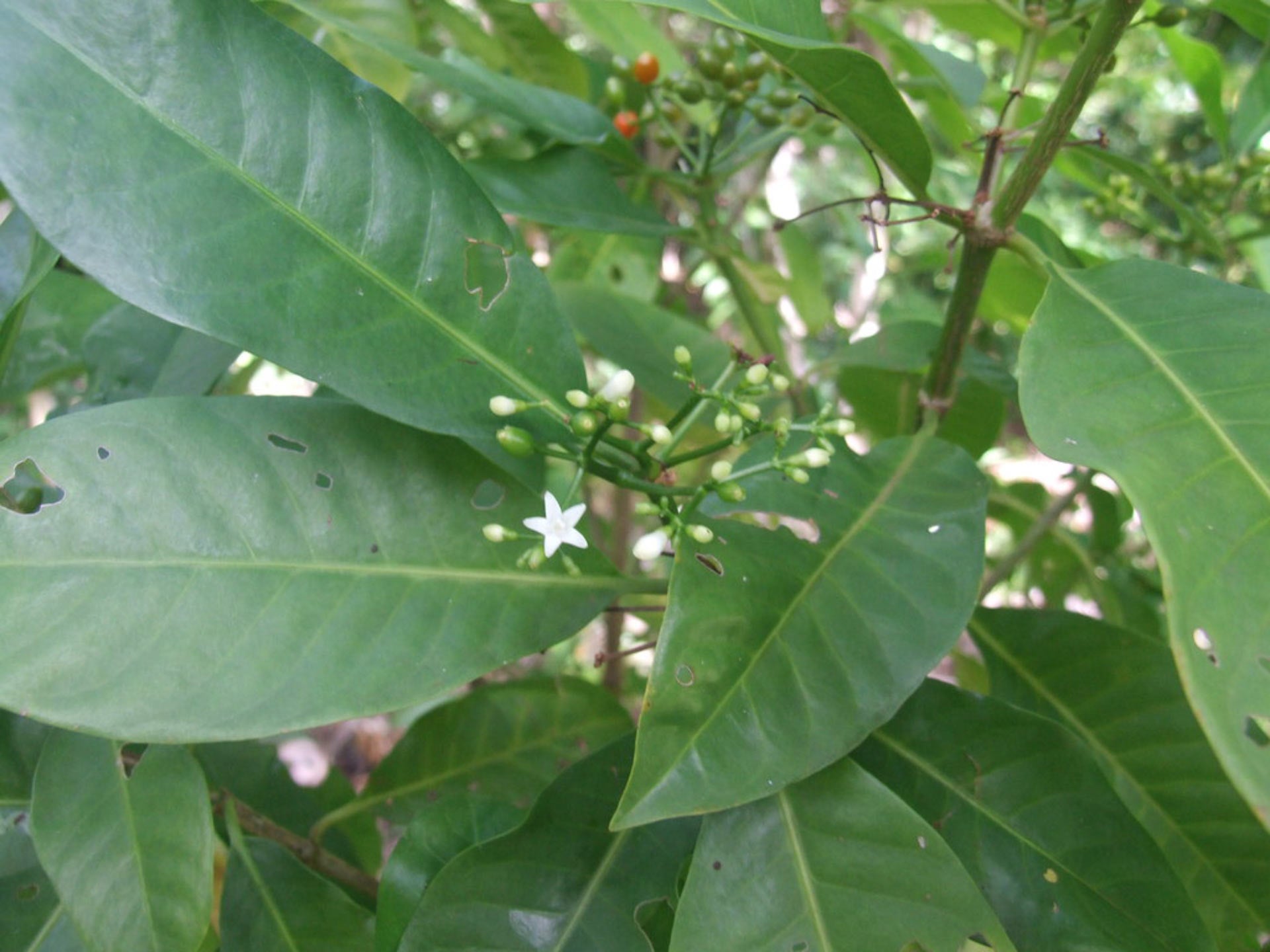 Matalafi is a small tree about 2m in height with small white flowers and glossy red berries