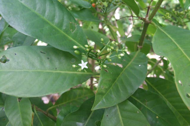 <p>Matalafi is a small tree about 2m in height with small white flowers and glossy red berries</p>