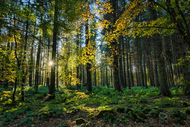 <p>‘As the government’s key environmental agencies, we are all supporting the commitment to treble rates of tree and woodland establishment by the end of this parliament’ </p>