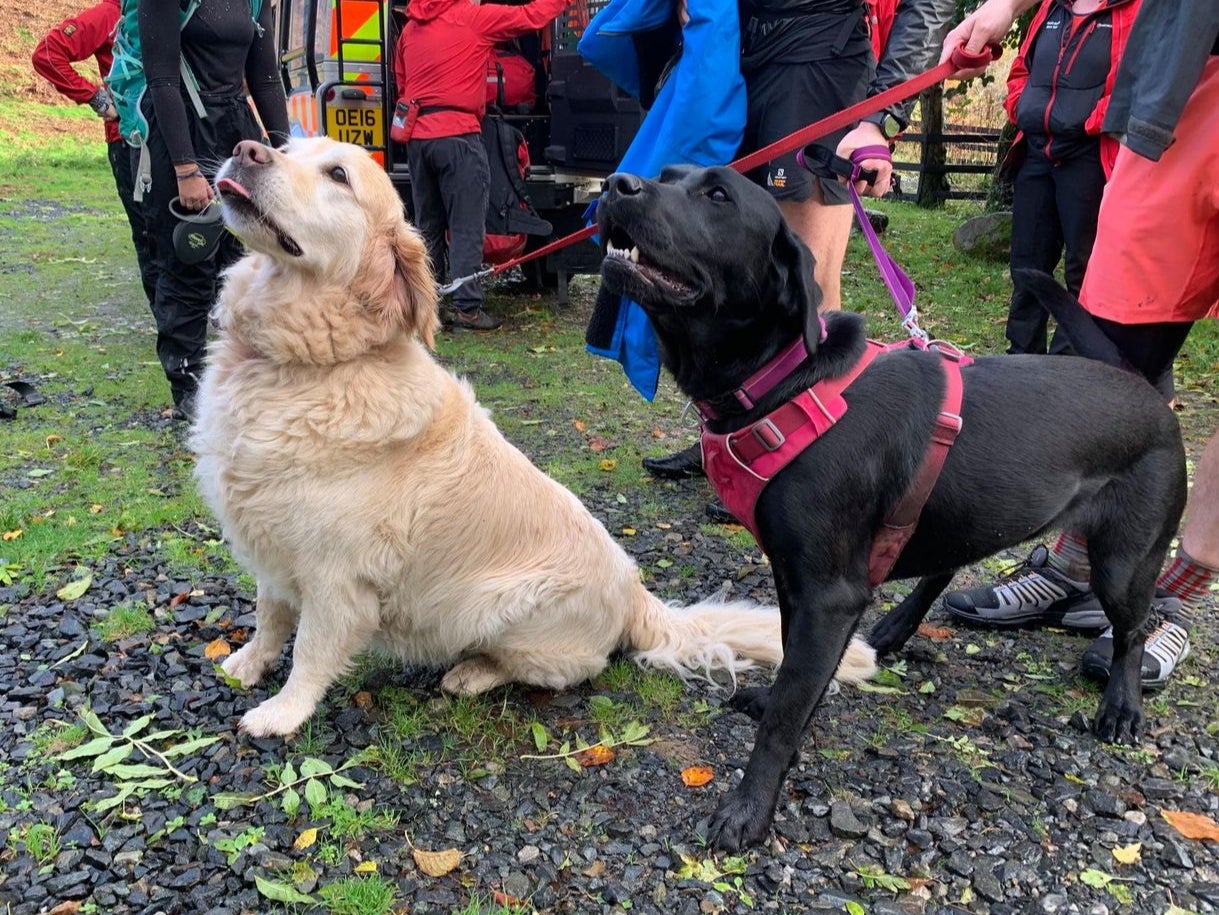 The Labrador and golden retriever helped alert a passing walker to their unconscious owner.