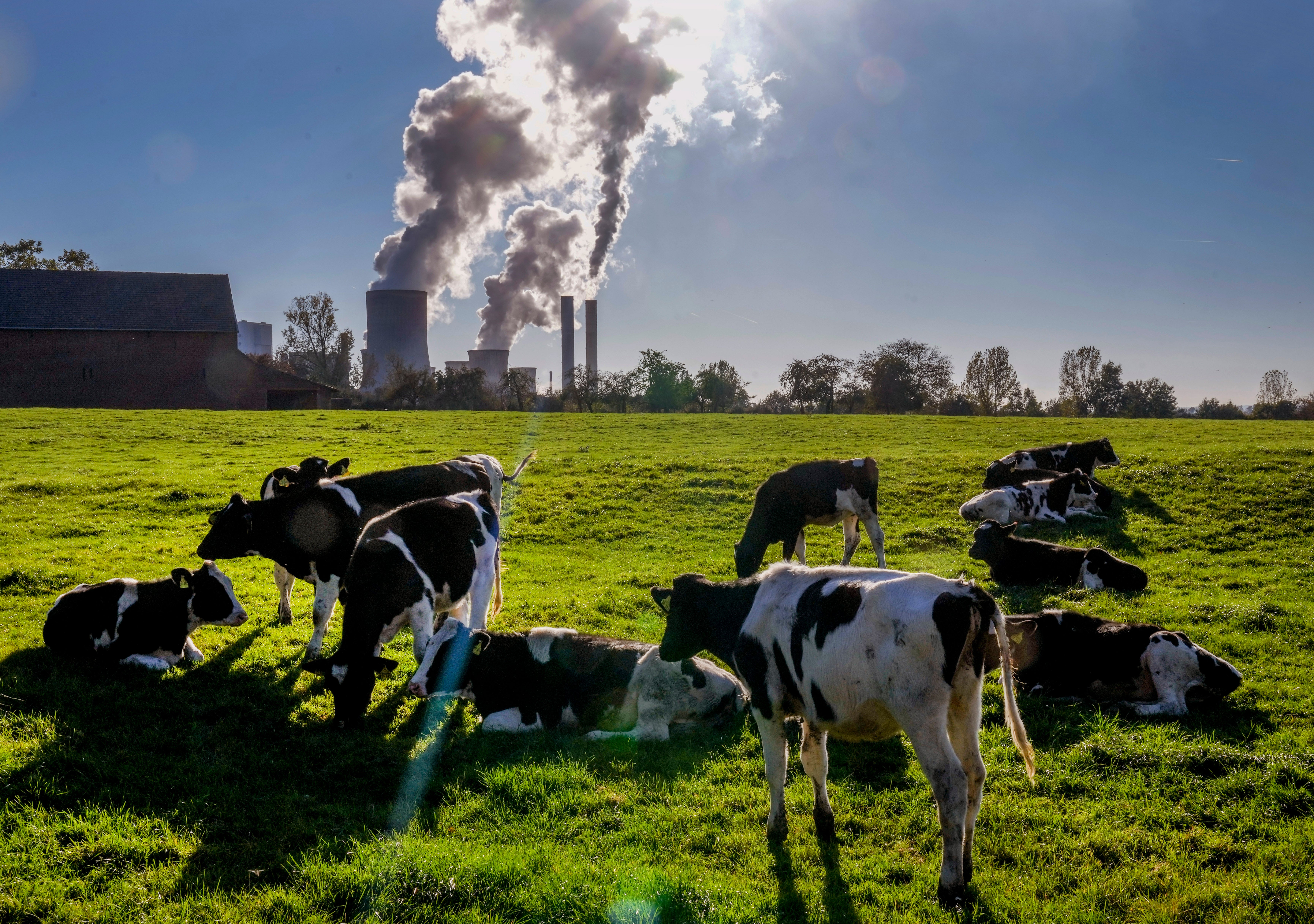 Cows gather near the coal-fired power station in Niederaussem, Germany