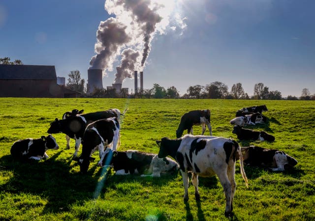 <p>Cows gather near the coal-fired power station in Niederaussem, Germany</p>