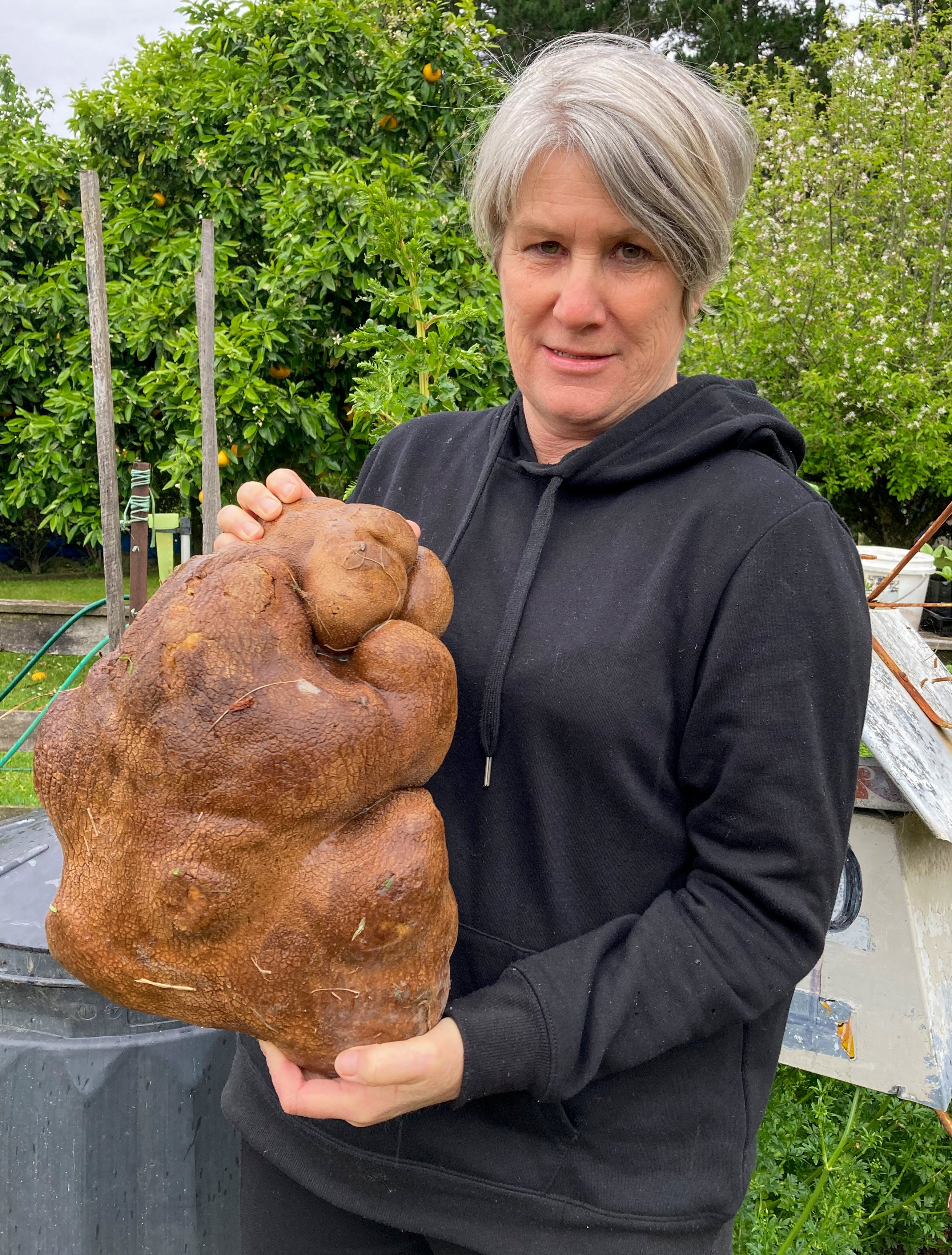 New Zealand Huge Potato