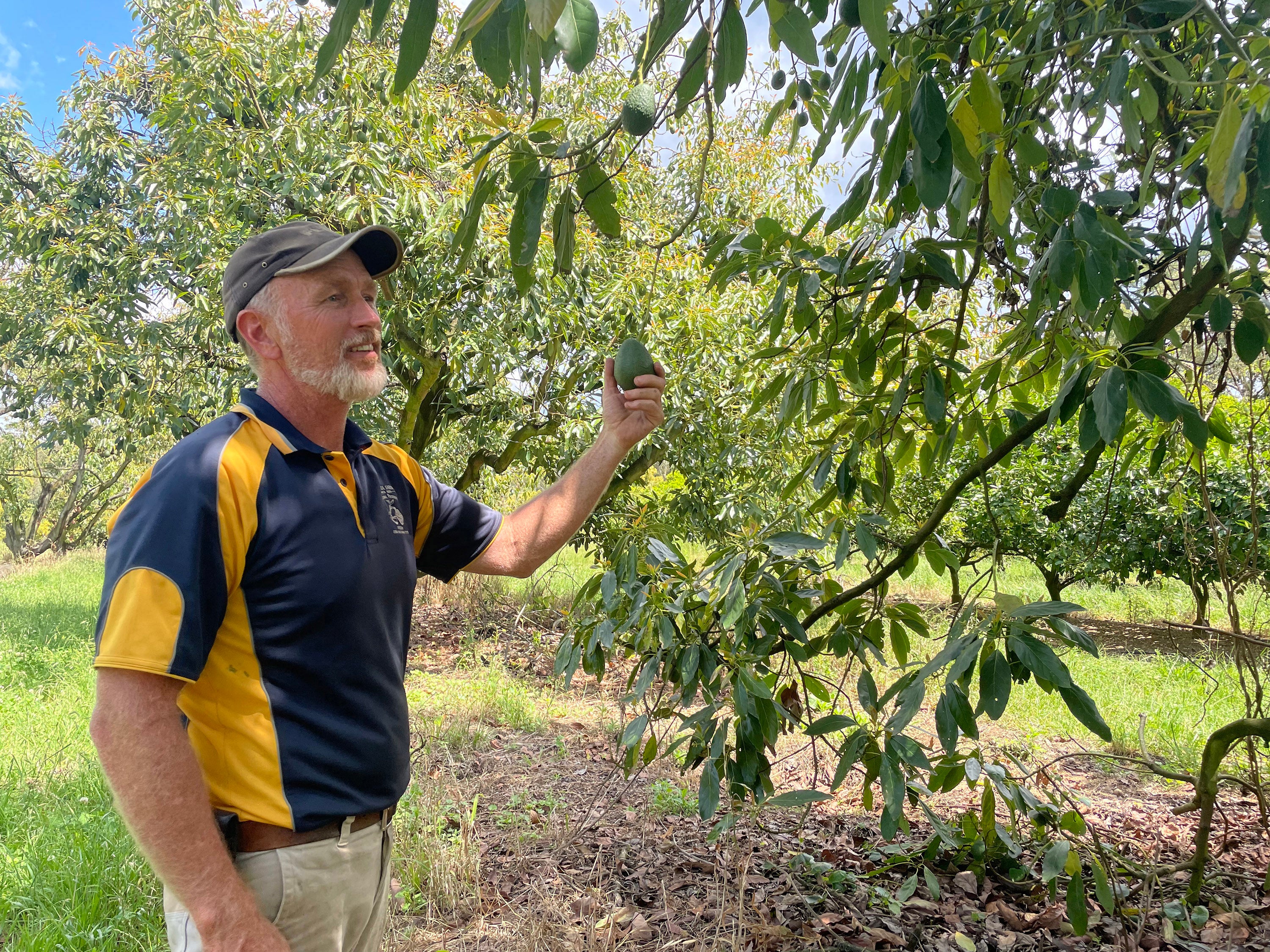 Avocado grower Tim Kemp, on his farm near Sydney, explains that he’s ‘basically selling avocados for less than the cost of production’