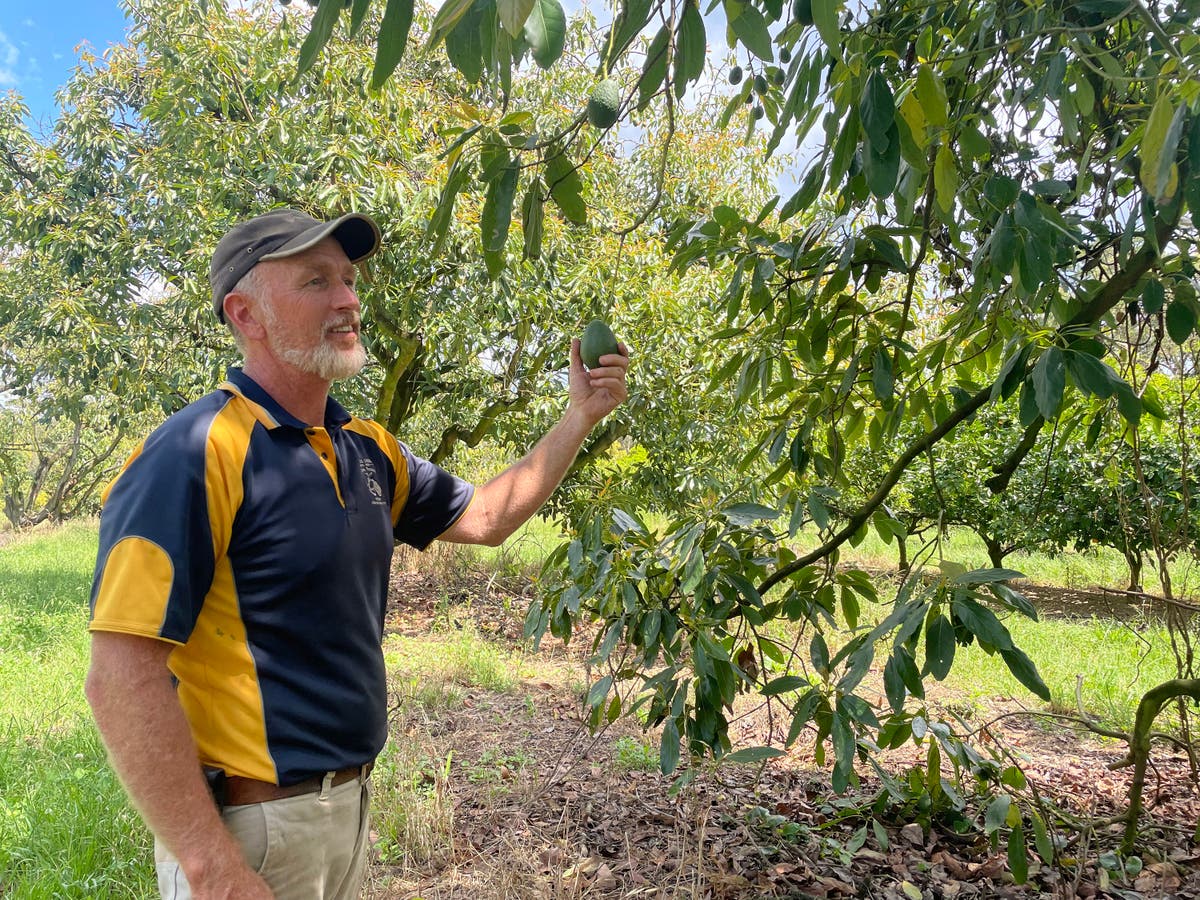 Too many avocados: Australian farmers feel the struggle as avocado prices plummet