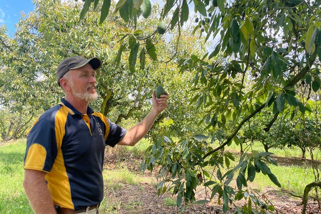 <p>Avocado grower Tim Kemp, on his farm near Sydney, explains that he’s ‘basically selling avocados for less than the cost of production’ </p>
