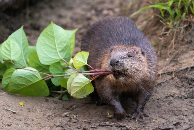 <p>A Cornish beaver dragging Japanese knotweed</p>